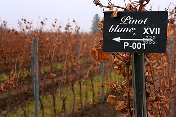 Image showing Pinot blanc