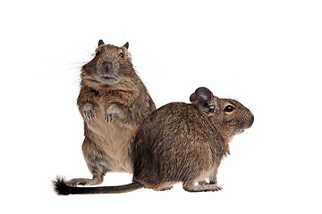 Image showing two funny degu