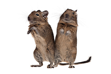 Image showing two Chile squirrel degu