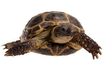 Image showing tortoise closeup