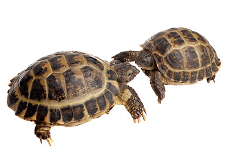 Image showing two tortoises