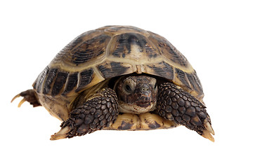 Image showing tortoise close-up