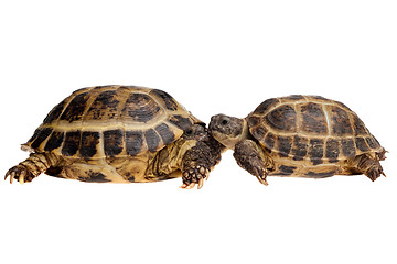 Image showing tortoises