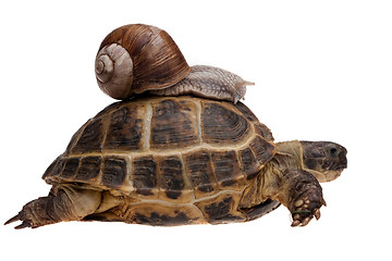 Image showing snail on the tortoise