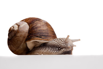 Image showing crawling snail