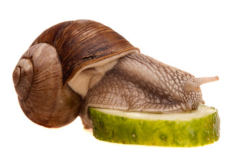 Image showing eating snail in profile