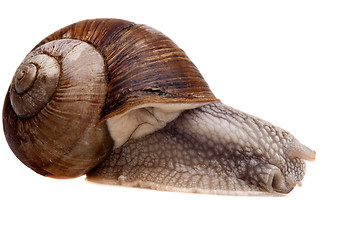 Image showing snail closeup