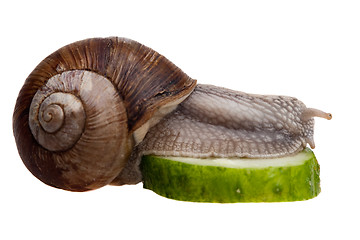 Image showing funny snail