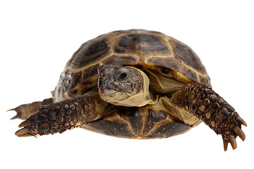 Image showing tortoise