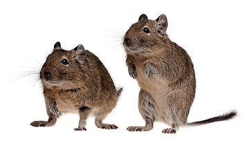 Image showing two rodent degu