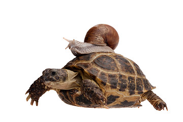 Image showing snail on the turtle