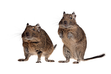 Image showing two rodent pets