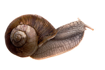 Image showing creeping snail