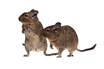 Image showing two degu pets