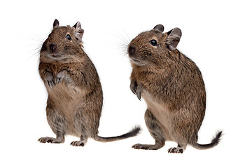 Image showing two degu