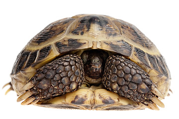 Image showing hiding tortoise