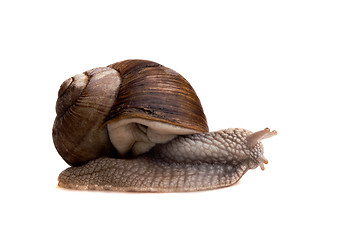 Image showing snail