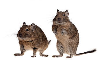 Image showing two Chile rat degu