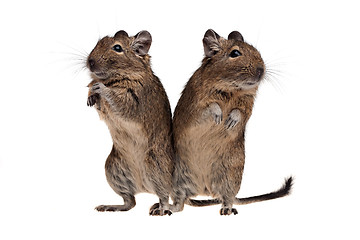 Image showing two degu standing full-length