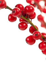 Image showing Red Christmas berries