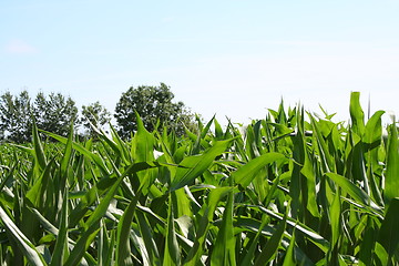 Image showing Corn field