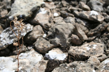 Image showing Spider's web