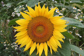 Image showing Sunflower