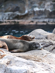 Image showing sea lion sleeping