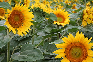 Image showing Sunflower field