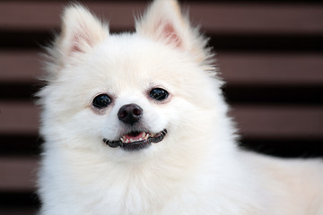 Image showing white pomeranian dog