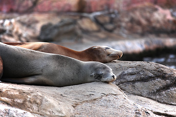 Image showing sea lion sleeping