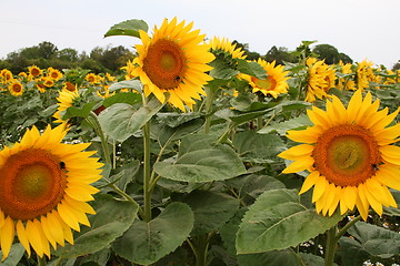 Image showing Sunflower with bumblebee 2
