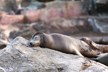 Image showing sea lion