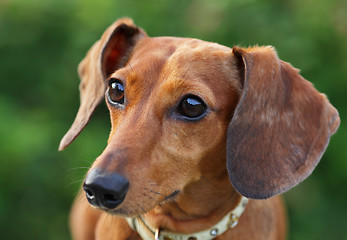 Image showing dachshund dog