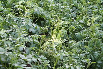 Image showing Potatoes field