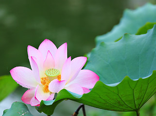 Image showing Pink lotus