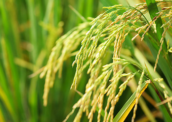 Image showing Paddy Rice