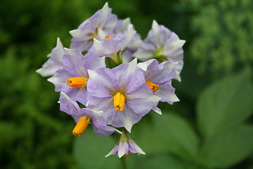 Image showing Potatoes flowers