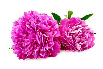 Image showing Peonies