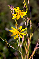 Image showing Yellow wild flower