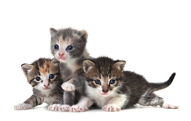 Image showing Cute Newborn Baby Kittens Easily Isolated on White