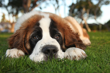 Image showing Cute Saint Bernard Purebred Puppy 