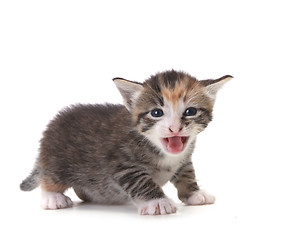 Image showing Meowing Newborn Domestic Kitten On White