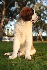 Image showing Cute Saint Bernard Purebred Puppy 