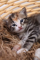 Image showing Newborn Kitten in a Basket