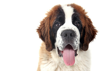 Image showing Cute Saint Bernard Purebred Puppy 