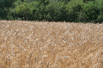 Image showing Rye field beside forest