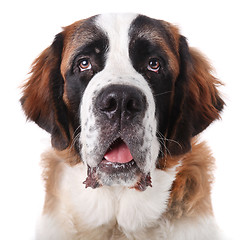 Image showing Cute Saint Bernard Purebred Puppy 