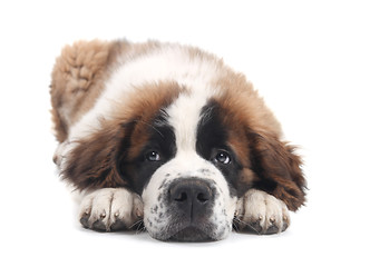 Image showing Cute Saint Bernard Purebred Puppy 