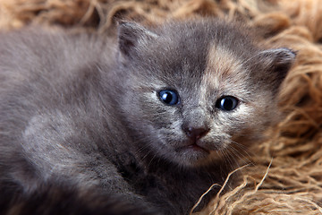 Image showing Newborn Kitten in a Basket